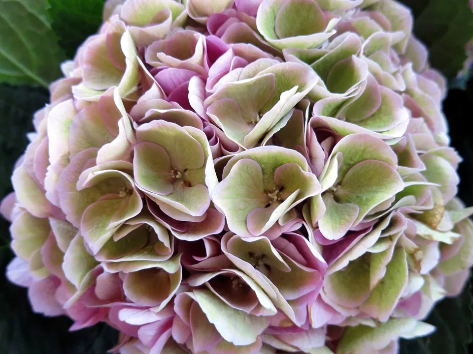 Hortensia en tonos rosa y verde vista de cerca