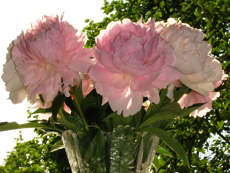 Peonías rosadas en un jarrón de cristal