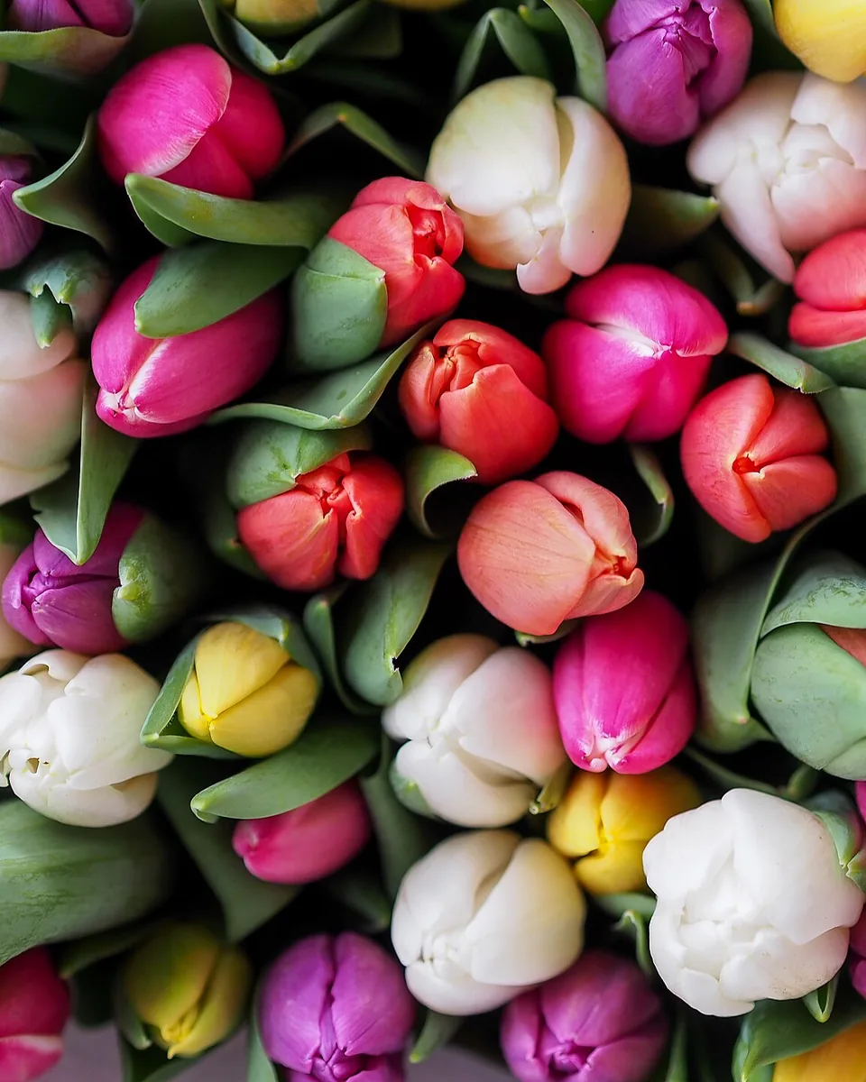 Tulipanes frescos de muchos colores: rosas, blancos, rojos y amarillos